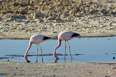 And flamingolar (Phoenicoparrus andinus)