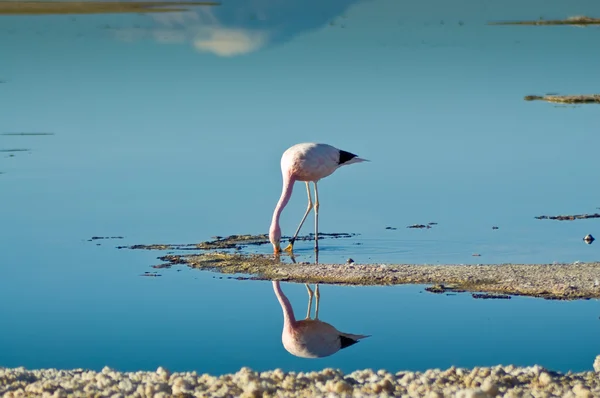 stock image Andean Flamingo (Phoenicoparrus andinus)