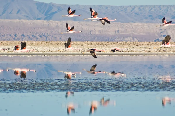 stock image Andean Flamingos (Phoenicoparrus andinus)