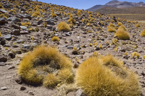 stock image Central Andean Puna