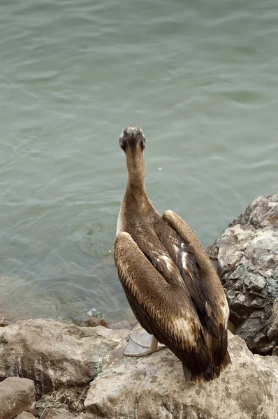 Peruaanse Pelican (Pelecano thagus) — Stockfoto