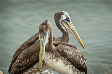 Perulu Pelikan (Pelecano thagus)