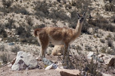 çok (lama guanicoe)