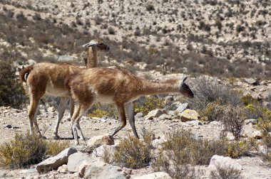 çok (lama guanicoe)