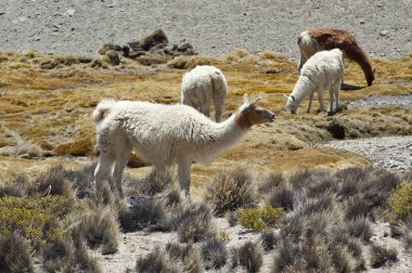 Llamas (Lama glama) clipart