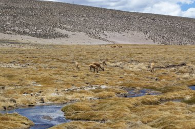 Vicugnas (Lama glama) Şili altiplano içinde