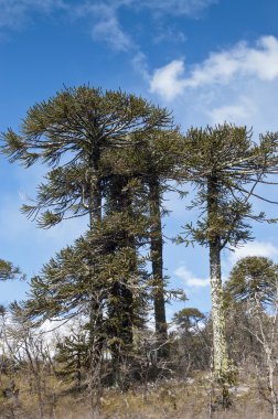 Araucaria ormanı