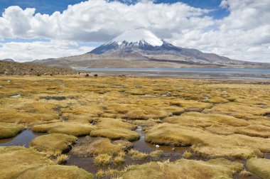 Parinacota