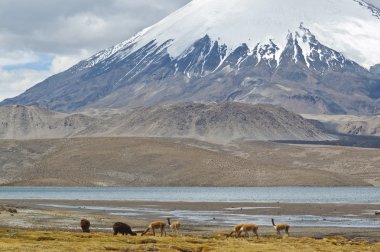 Parinacota yanardağ