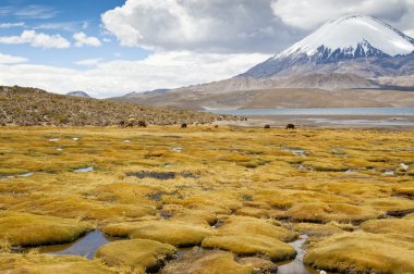 Chungará Lake and Parinacota volcano