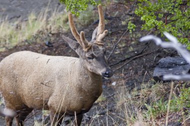 Male of Huemul (Hippocamelus bisulcus) clipart