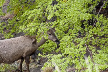 Female of Huemul (Hippocamelus bisulcus) clipart