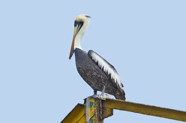 Pelicano peruano (Pelecano thagus ) — Fotografia de Stock