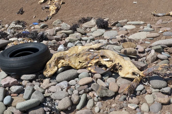 Sea Lion carcass — Stock Photo, Image