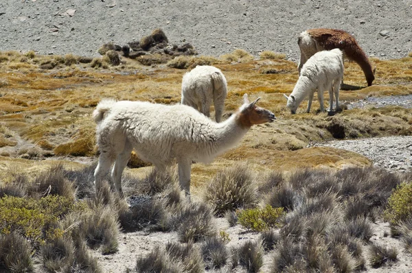 stock image Llamas (Lama glama)