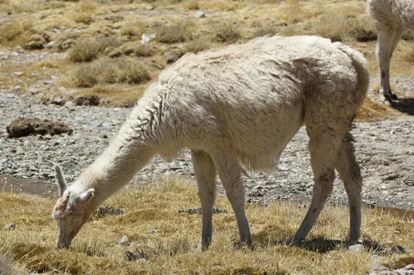 Lamas (lama glama) im chilenischen Altiplano — Stockfoto
