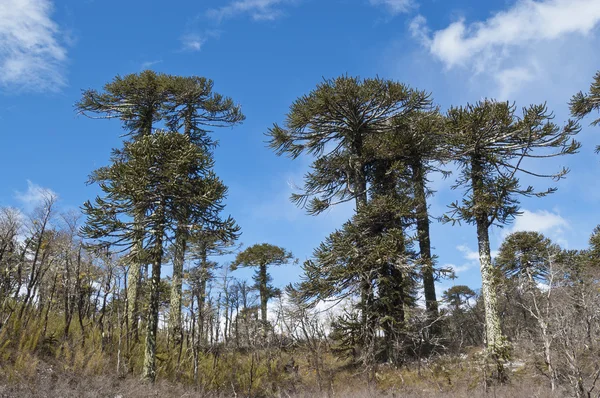 stock image Araucaria forest