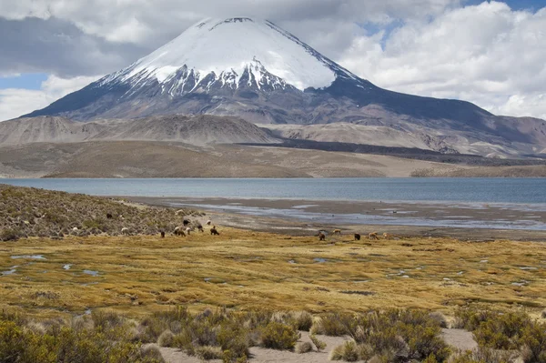 Chungará Lake and Parinacota volcano — Stockfoto