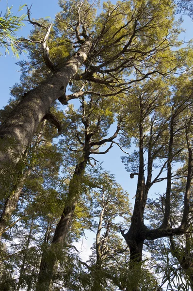 Araucaria and Lenga forest — Stock Photo, Image