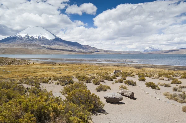 Lago Chungará e vulcão Parinacota — Fotografia de Stock