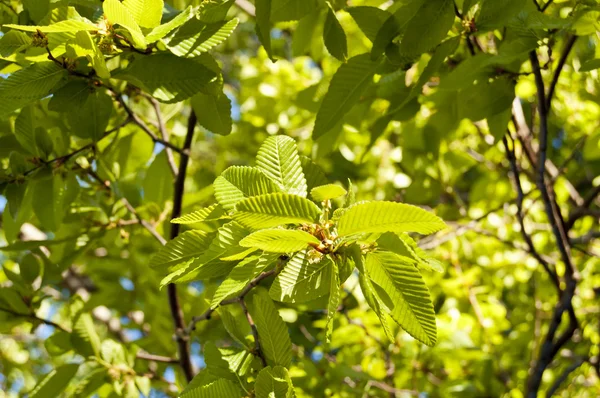 stock image Rauli Beech (Nothofagus alpina)