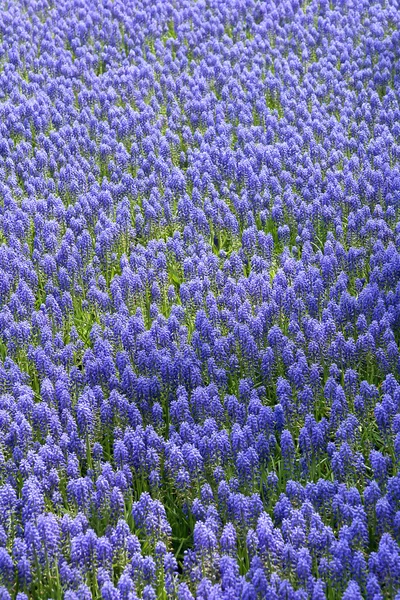 stock image Background of blue hyacinths