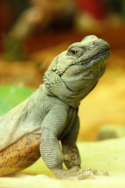 stock image Lizard closeup