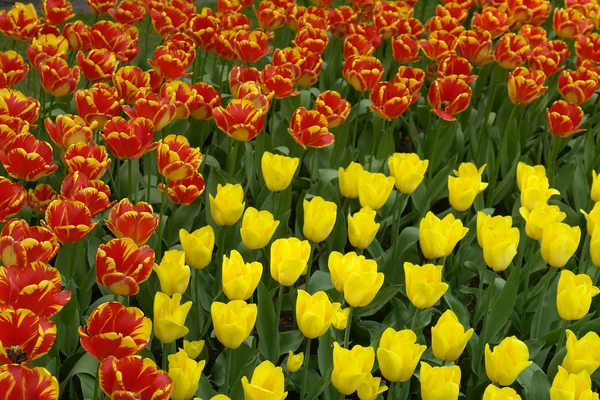 stock image Flowerbed of red and yellow tulips