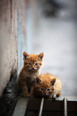 iki portakal açık yavru kedi