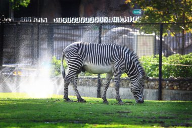 Zebra hayvanat bahçesinde