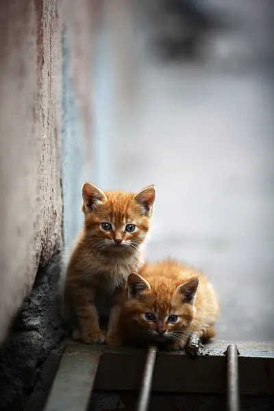Dua kucing berwarna oranye di luar — Stok Foto