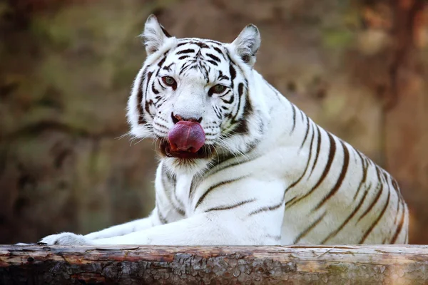 Tigre branco lambendo seu nariz — Fotografia de Stock