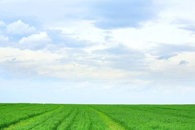 çim ve mavi bulutlu gökyüzü arka plan landskape