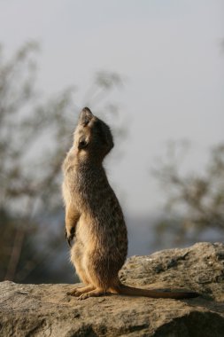 meerkat duran taş