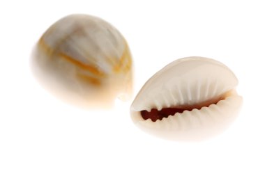 cowries üzerinde beyaz izole