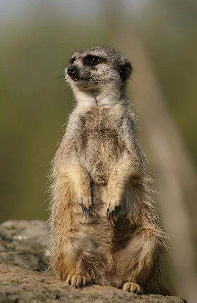 Taşa oturmuş meerkat — Stok fotoğraf
