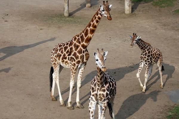 Група жирафи — стокове фото