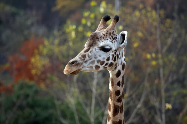Head of giraffe — Stock Photo, Image