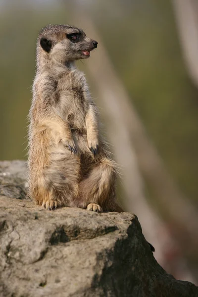 Meerkat zittend op de steen — Stockfoto