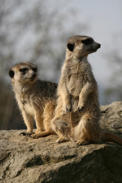 Meerkats sitting on the stone — Stock Photo, Image