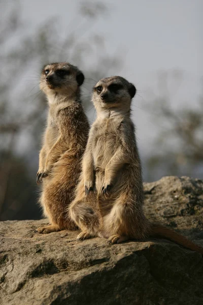 Meerkats assis sur la pierre — Photo