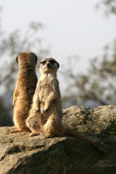 Meerkats sitting on the stone — Stock Photo, Image