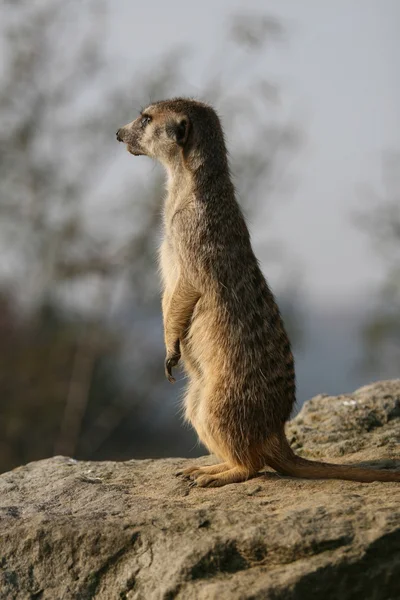 Meerkat standing on the stone — Stock Photo, Image