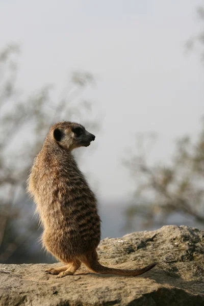 Meerkat debout sur la pierre — Photo