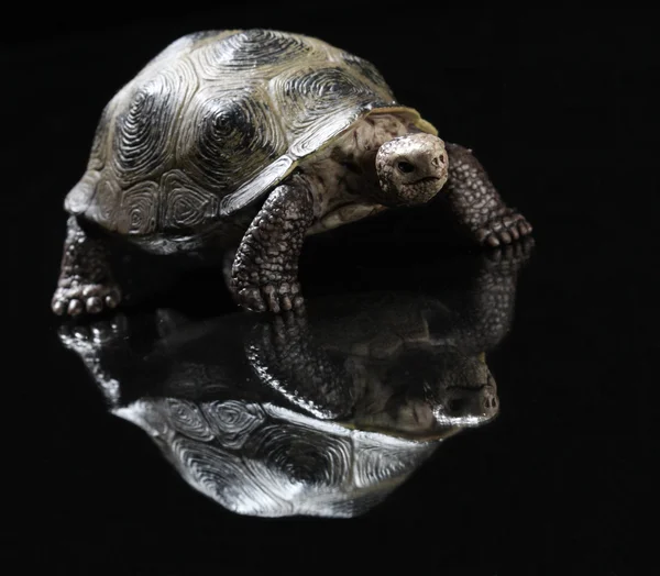 Statuette of tortoise — Stock Photo, Image