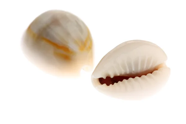 Cowries isolated on white — Stock Photo, Image