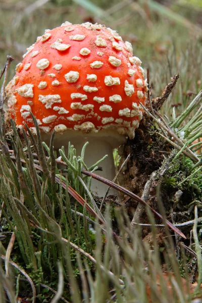 stock image Amanita muscaria