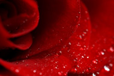 Rose. Macro clipart