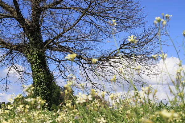 Árvore no campo de primavera — Fotografia de Stock