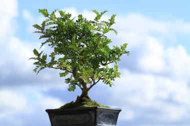 Bonsai Ağacı